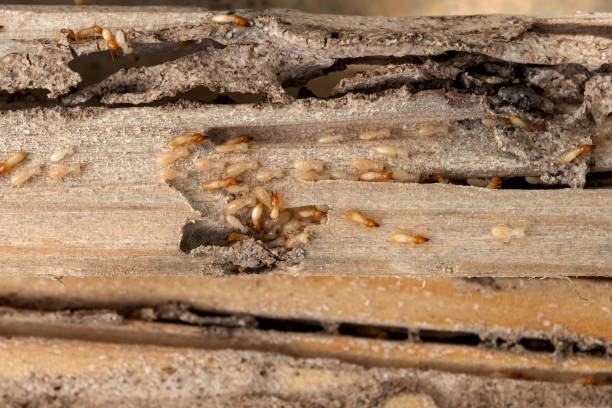 Best Insect Control  in Sandia Heights, NM